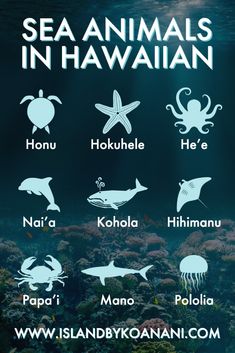 The photo shows a poster of different sea animals and their names in Hawaiian language. Hawaii Trip Planning, Hawaiian Language, Hawaiian Names, Moving To Hawaii