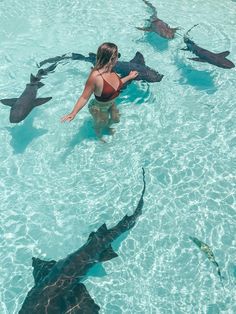 Things To Do In The Bahamas, Bahamas Pig Beach, Sharks Bahamas, Pig Island Bahamas, Staniel Cay Bahamas, Coco Cay Bahamas, Beach Bahamas, Luxury Places