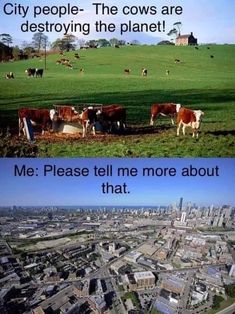 two pictures one with cows and the other with city buildings in the background, both have captions