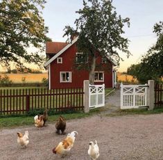 there are many chickens walking around in the gravel near a red house with white picket fence