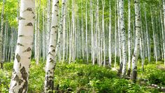 a grove of white birch trees in the woods