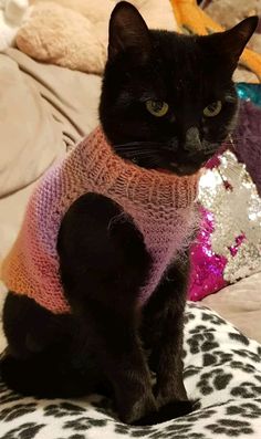 a black cat wearing a sweater sitting on a leopard print pillow and looking at the camera