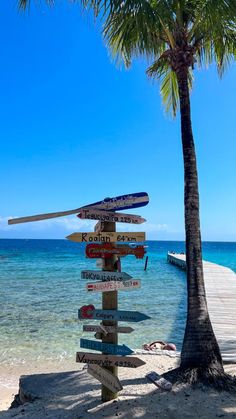 a palm tree sitting on top of a beach next to the ocean with lots of signs pointing in different directions