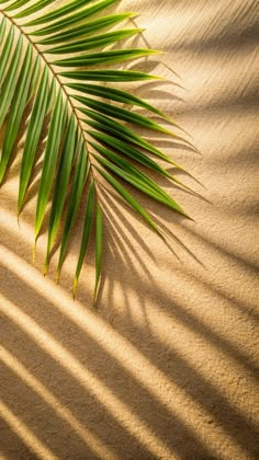 a palm leaf casts a shadow on the beach sand with its long, green leaves