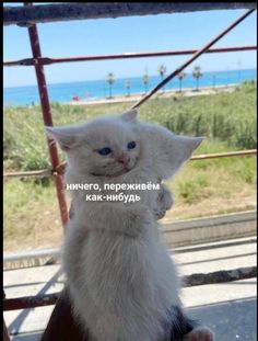 a white cat sitting on top of a wooden chair next to the ocean with words written in russian