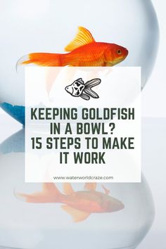 a goldfish in a bowl with the words keeping goldfish in a bowl? 15 steps to make it work