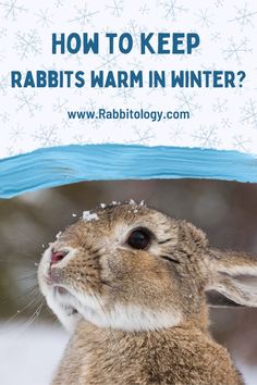 how-to-keep-rabbits-warm-in-winter? Outdoor Bunny Habitat Winter, Outdoor Rabbit Enclosure Diy Winter, Rabbit Habitat Outdoor, Witchy Homestead, Bunny Cages Outdoor, Diy Bunny Hutch, Bunny Sanctuary, Diy Rabbit Hutch Outdoor, Rabbit Cages Outdoor