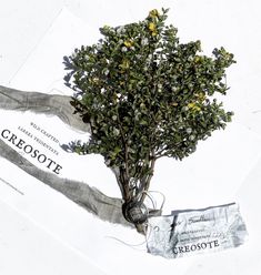 a small tree is sitting on top of a piece of paper that says creocote