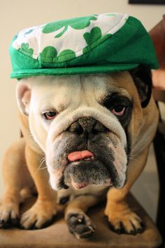 a dog wearing a green hat sitting on top of a chair