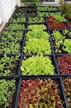 several trays filled with different types of lettuce in front of a house