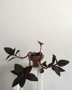 a potted plant sitting on top of a white shelf