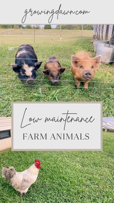 the farm animals are standing in their pen and looking out over the fence with text that reads low maintenance farm animals