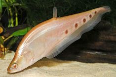 a fish that is laying down in the sand