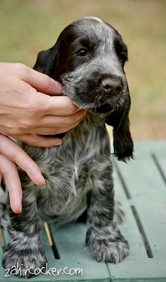 a small black and white puppy being held by someone's hand while sitting on a bench