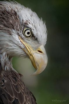 an eagle is looking at the camera while it's head is slightly tilted to the side