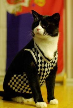 a black and white cat sitting on top of a wooden floor next to a flag