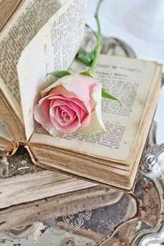 a pink rose sitting on top of an open book