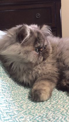 a fluffy gray cat laying on top of a bed