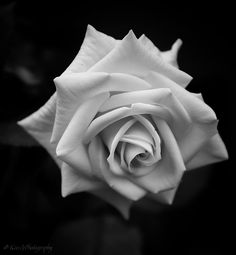 a black and white photo of a rose