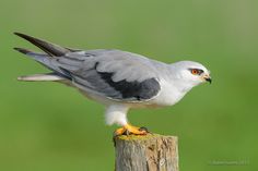 a small bird perched on top of a wooden post in front of a green background