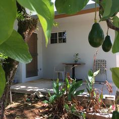 an avocado tree in front of a house with a small table and chairs