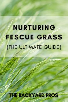 green grass with the text nurturing fescue grass the ultimate guide