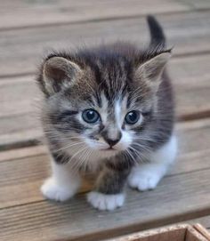 a small kitten sitting on top of a wooden floor