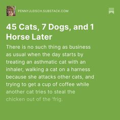 a green background with the words, 45 cats, 7 dogs, and 1 horse later