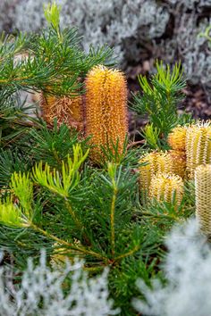 some very pretty plants with yellow flowers in the middle of it's bushy area