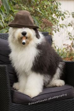 a dog wearing a hat sitting on top of a black chair in front of some bushes