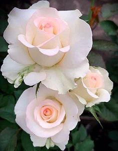 three white roses with the word roza written in spanish on top and bottom right corner