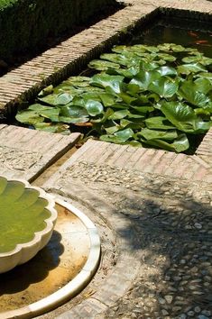 a pond filled with water lilies next to a brick walkway