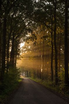 the sun is shining through the trees on this road