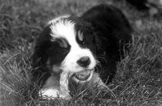 a black and white dog laying on top of a grass covered field with its mouth open