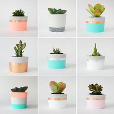 there are many potted plants in different colors and sizes on the same planter