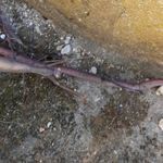 a close up view of the ground with dirt on it and some branches sticking out from underneath