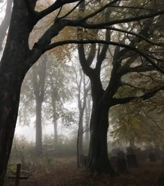 foggy graveyard with headstones and trees in the foreground, on a fall day