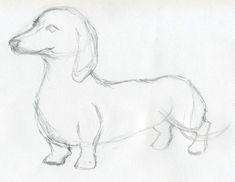 a pencil drawing of a dachshund dog standing on one leg and looking to the side