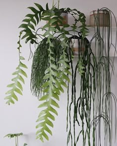 some green plants hanging from the side of a wall next to a potted plant