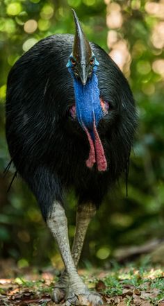 an ostrich with a blue and red head standing in the grass next to trees