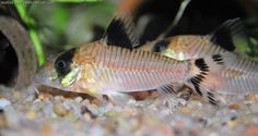 two small fish in an aquarium with gravel and plants behind them, one is looking at the camera