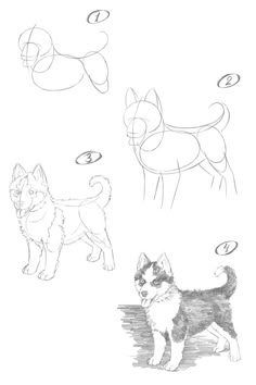 How to draw a husky dog. Step-by-step drawing lesson. Husky Drawing Easy, Dog Reference Drawing, Drawing Husky, Husky Drawing, Dog Reference, Pencil Drawings For Beginners, Nature Art Drawings