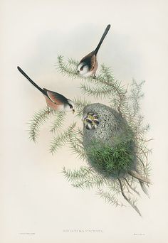 two birds sitting on top of a tree branch next to another bird in the air