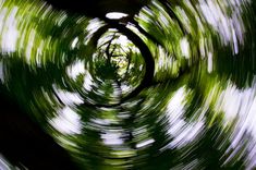 the inside of a circular object with trees in the middle and green foliage on either side