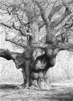 a pencil drawing of an old tree in the woods