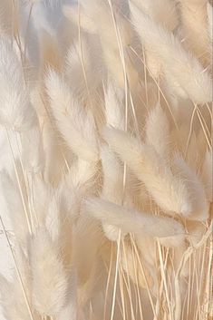 some white feathers are blowing in the wind