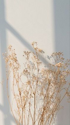 dried flowers in a vase against a white wall with long shadows on the wall behind them