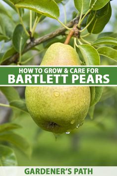 how to grow and care for barlett pears in your garden's path