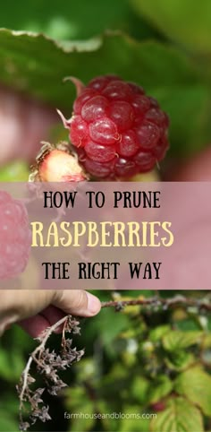 two pictures, one of raspberry berries on the bush, and one of raspberry bush ends for pruning Backyard Farming, Garden Store