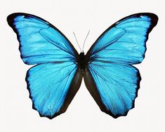 a large blue butterfly flying through the air